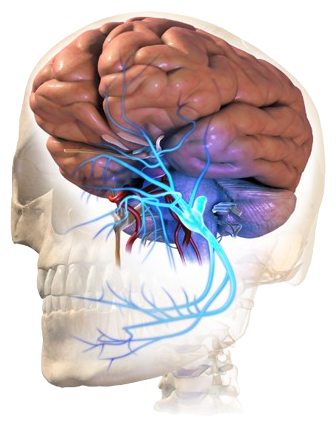 trigeminal 1 removebg preview e1770038993312
